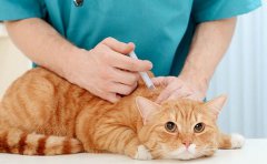 深圳开发这样一款宠物医疗APP需要多少钱？