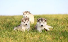 为什么宠物社交APP开发备受人们关注？