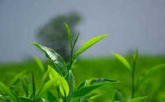 茶叶商城APP开发主要价值浅析