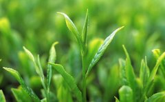 茶叶商城APP开发，在线了解茶叶资讯