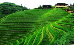 农业APP开发，帮助用户提高种植技术
