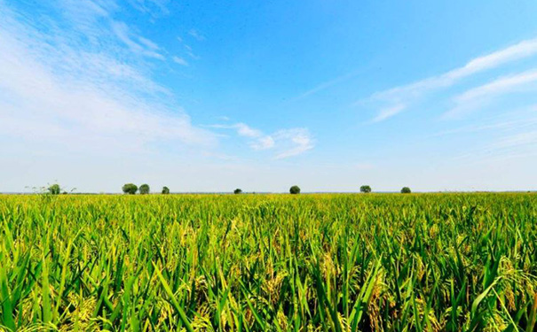 农业电商APP开发,农业小程序